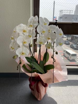 愛知県尾張旭市の花屋 花曜日 をご紹介 フラワーギフトはプロのお花屋さんにおまかせ フジテレビフラワーネット