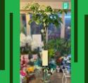 �t�H�g�M�������[�摜