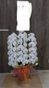 �t�H�g�M�������[�摜
