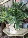 �t�H�g�M�������[�摜