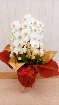 滋賀県長浜市の花屋 フラワーショップ ヤマヤ をご紹介 フラワーギフトはプロのお花屋さんにおまかせ フジテレビフラワーネット