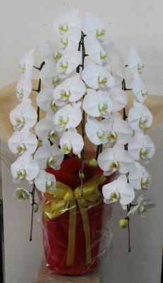 奈良県奈良市の花屋 花工房百花繚乱学園前店 をご紹介 フラワーギフトはプロのお花屋さんにおまかせ フジテレビフラワーネット