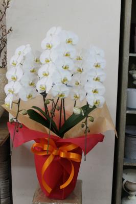 奈良県奈良市の花屋 花工房百花繚乱学園前店 をご紹介 フラワーギフトはプロのお花屋さんにおまかせ フジテレビフラワーネット