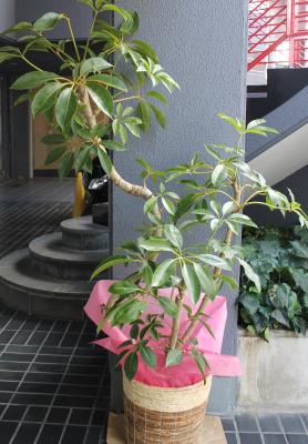 奈良県奈良市の花屋 花工房百花繚乱学園前店 をご紹介 フラワーギフトはプロのお花屋さんにおまかせ フジテレビフラワーネット