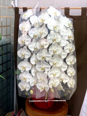 奈良県橿原市の花屋 フローリスト花萌 をご紹介 フラワーギフトはプロのお花屋さんにおまかせ フジテレビフラワーネット