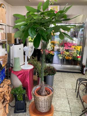 奈良県橿原市の花屋 フローリスト花萌 をご紹介 フラワーギフトはプロのお花屋さんにおまかせ フジテレビフラワーネット