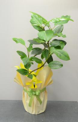 京都府京都市 上京区の花屋 senbon花ふじ をご紹介 フラワーギフトはプロのお花屋さんにおまかせ フジテレビフラワーネット 京都府京都市 上京区の花屋 senbon花ふじ をご紹介 フラワーギフトはプロのお花屋さんにおまかせ フジテレビフラワーネット