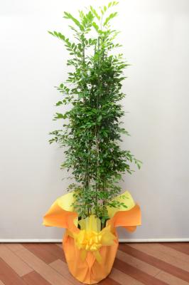 京都府京都市 上京区の花屋 senbon花ふじ をご紹介 フラワーギフトはプロのお花屋さんにおまかせ フジテレビフラワーネット 京都府京都市 上京区の花屋 senbon花ふじ をご紹介 フラワーギフトはプロのお花屋さんにおまかせ フジテレビフラワーネット