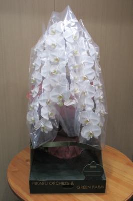 京都府京都市 左京区の花屋 株 銀花園 をご紹介 フラワーギフトはプロのお花屋さんにおまかせ フジテレビフラワーネット 京都府京都市 左京区の花屋 株 銀花園 をご紹介 フラワーギフトはプロのお花屋さんにおまかせ フジテレビフラワーネット