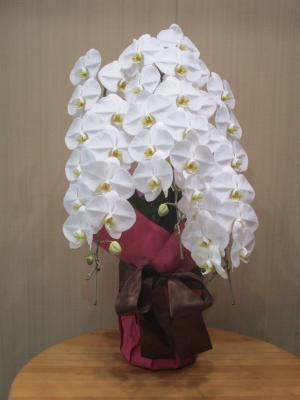 京都府京都市 左京区の花屋 株 銀花園 をご紹介 フラワーギフトはプロのお花屋さんにおまかせ フジテレビフラワーネット 京都府京都市 左京区の花屋 株 銀花園 をご紹介 フラワーギフトはプロのお花屋さんにおまかせ フジテレビフラワーネット