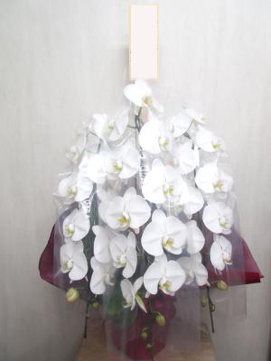 大阪府大阪市 西区の花屋 堂島花壇 フルール ドゥ マカロン をご紹介 フラワーギフトはプロのお花屋さんにおまかせ フジテレビフラワーネット
