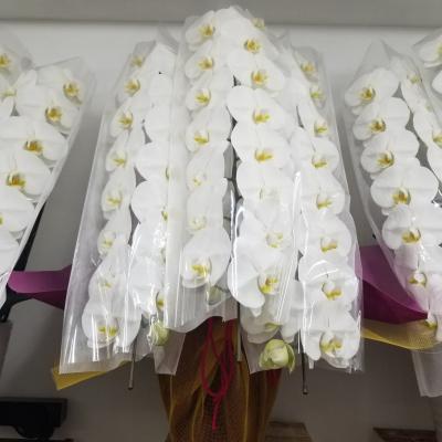 大阪府大阪市 北区の花屋 ベビーブレス をご紹介 フラワーギフトはプロのお花屋さんにおまかせ フジテレビフラワーネット 大阪府大阪市 北区の花屋 ベビーブレス をご紹介 フラワーギフトはプロのお花屋さんにおまかせ フジテレビフラワーネット