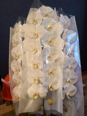 大阪府大阪市 北区の花屋 ベビーブレス をご紹介 フラワーギフトはプロのお花屋さんにおまかせ フジテレビフラワーネット