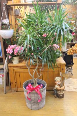 大阪府大東市の花屋 ガーデニングプラザ 花らんど をご紹介 フラワーギフトはプロのお花屋さんにおまかせ フジテレビフラワーネット