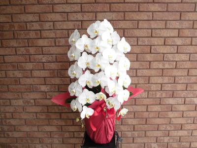 兵庫県神戸市 東灘区の花屋 有 フラワーショップなかにし をご紹介 フラワーギフトはプロのお花屋さんにおまかせ フジテレビフラワーネット