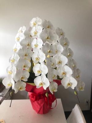 兵庫県西宮市の花屋 ヴェロニカ をご紹介 フラワーギフトはプロのお花屋さんにおまかせ フジテレビフラワーネット 兵庫県西宮市の花屋 ヴェロニカ をご紹介 フラワーギフトはプロのお花屋さんにおまかせ フジテレビフラワーネット
