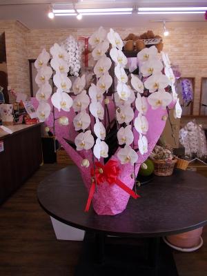 兵庫県豊岡市の花屋 有 駅前花市 をご紹介 フラワーギフトはプロのお花屋さんにおまかせ フジテレビフラワーネット