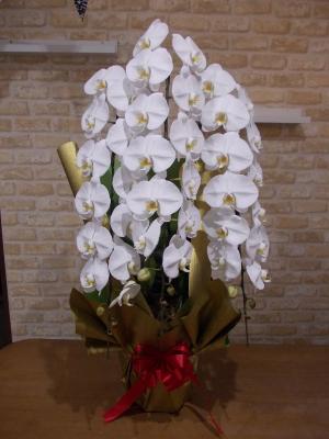 兵庫県豊岡市の花屋 有 駅前花市 をご紹介 フラワーギフトはプロのお花屋さんにおまかせ フジテレビフラワーネット