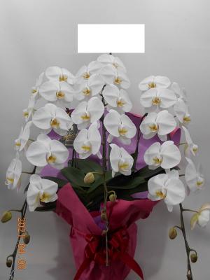 兵庫県豊岡市の花屋 有 駅前花市 をご紹介 フラワーギフトはプロのお花屋さんにおまかせ フジテレビフラワーネット