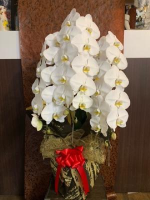 兵庫県豊岡市の花屋 有 駅前花市 をご紹介 フラワーギフトはプロのお花屋さんにおまかせ フジテレビフラワーネット 兵庫県豊岡市の花屋 有 駅前花市 をご紹介 フラワーギフトはプロのお花屋さんにおまかせ フジテレビフラワーネット