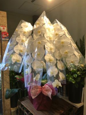 兵庫県神戸市 西区の花屋 Bouqetier ﾌﾞｰｹﾃｨｴ をご紹介 フラワーギフトはプロのお花屋さんにおまかせ フジテレビフラワーネット