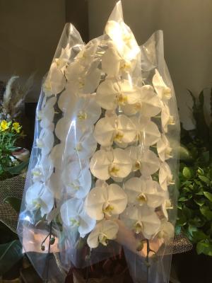 兵庫県神戸市 西区の花屋 Bouqetier ﾌﾞｰｹﾃｨｴ をご紹介 フラワーギフトはプロのお花屋さんにおまかせ フジテレビフラワーネット