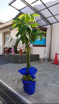 兵庫県神戸市 西区の花屋 Bouqetier ﾌﾞｰｹﾃｨｴ をご紹介 フラワーギフトはプロのお花屋さんにおまかせ フジテレビフラワーネット