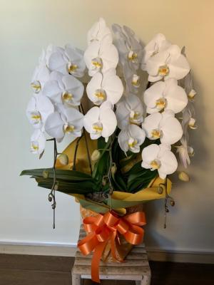 兵庫県西脇市の花屋 フラワーショップ パル をご紹介 フラワーギフトはプロのお花屋さんにおまかせ フジテレビフラワーネット