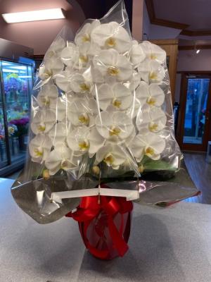 兵庫県加東市の花屋 フラワーサロン夢のかたち をご紹介 フラワーギフトはプロのお花屋さんにおまかせ フジテレビフラワーネット