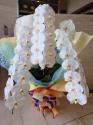 �t�H�g�M�������[�摜