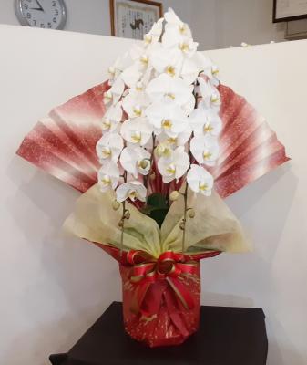 愛媛県松山市の花屋 後藤花店 をご紹介 フラワーギフトはプロのお花屋さんにおまかせ フジテレビフラワーネット 愛媛県松山市の花屋 後藤花店 をご紹介 フラワーギフトはプロのお花屋さんにおまかせ フジテレビフラワーネット