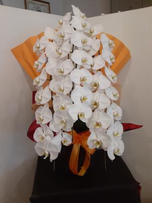 愛媛県松山市の花屋 後藤花店 をご紹介 フラワーギフトはプロのお花屋さんにおまかせ フジテレビフラワーネット 愛媛県松山市の花屋 後藤花店 をご紹介 フラワーギフトはプロのお花屋さんにおまかせ フジテレビフラワーネット