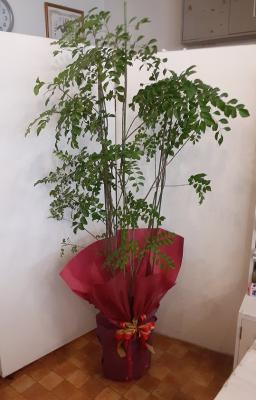 愛媛県松山市の花屋 後藤花店 をご紹介 フラワーギフトはプロのお花屋さんにおまかせ フジテレビフラワーネット 愛媛県松山市の花屋 後藤花店 をご紹介 フラワーギフトはプロのお花屋さんにおまかせ フジテレビフラワーネット