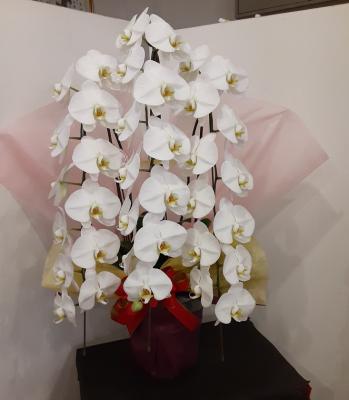愛媛県松山市の花屋 後藤花店 をご紹介 フラワーギフトはプロのお花屋さんにおまかせ フジテレビフラワーネット