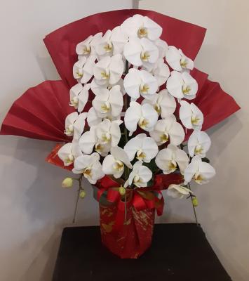 愛媛県松山市の花屋 後藤花店 をご紹介 フラワーギフトはプロのお花屋さんにおまかせ フジテレビフラワーネット 愛媛県松山市の花屋 後藤花店 をご紹介 フラワーギフトはプロのお花屋さんにおまかせ フジテレビフラワーネット