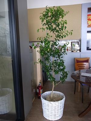 福岡県福岡市 西区の花屋 株 花かず をご紹介 フラワーギフトはプロのお花屋さんにおまかせ フジテレビフラワーネット 福岡県福岡市 西区の花屋 株 花かず をご紹介 フラワーギフトはプロのお花屋さんにおまかせ フジテレビフラワーネット