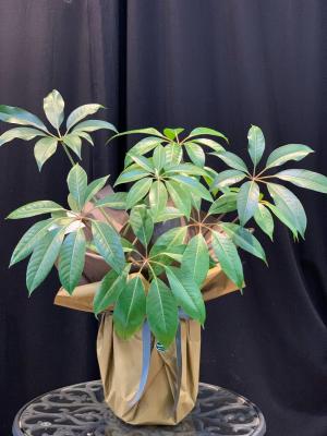 福岡県福岡市 西区の花屋 株 花かず をご紹介 フラワーギフトはプロのお花屋さんにおまかせ フジテレビフラワーネット 福岡県福岡市 西区の花屋 株 花かず をご紹介 フラワーギフトはプロのお花屋さんにおまかせ フジテレビフラワーネット