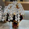 �t�H�g�M�������[�摜