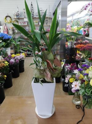 福岡県大牟田市の花屋 フラワーショップグリーンハウス をご紹介 フラワーギフトはプロのお花屋さんにおまかせ フジテレビフラワーネット