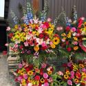 �t�H�g�M�������[�摜