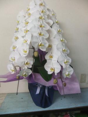 鹿児島県鹿児島市の花屋 花曜日 をご紹介 フラワーギフトはプロのお花屋さんにおまかせ フジテレビフラワーネット