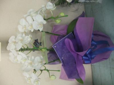 鹿児島県鹿児島市の花屋 花曜日 をご紹介 フラワーギフトはプロのお花屋さんにおまかせ フジテレビフラワーネット