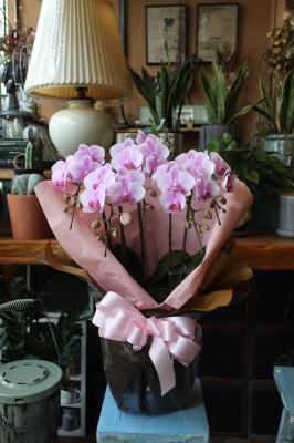沖縄県那覇市の花屋 フラワーショップ ベル をご紹介 フラワーギフトはプロのお花屋さんにおまかせ フジテレビフラワーネット 沖縄県那覇市の花屋 フラワーショップ ベル をご紹介 フラワーギフトはプロのお花屋さんにおまかせ フジテレビフラワーネット