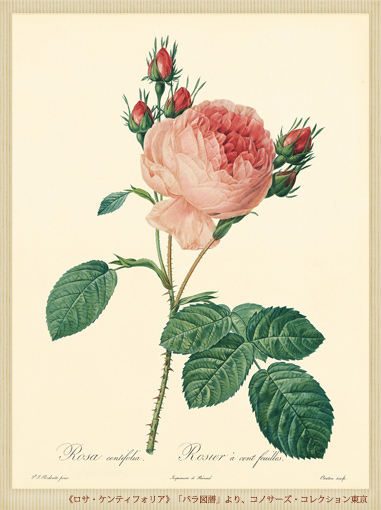 �s���T�E�P���e�B�t�H���A�t�u�o���}���v���A�R�m�T�[�Y�E�R���N�V��������