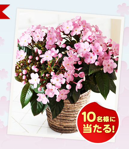 10名様に当たる!