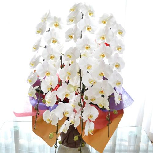 胡蝶蘭 白 5本立て お祝い用 ロング 大田区 川崎区限定 無料配達 開店祝い 開業祝い 周年祝い 就任祝い 移転祝い 送料無料 花屋 株 川田生花店 のオリジナル商品 フラワーギフトはプロのお花屋さんにおまかせ フジテレビフラワーネット 胡蝶蘭 白 5本立て お祝い用 ロング 大田区 川崎区限定 無料配達 開店祝い 開業祝い 周年祝い 就任祝い 移転祝い 送料無料 花屋 株 川田生花店 のオリジナル商品 フラワーギフトはプロのお花屋さんにおまかせ フジテレビフラワーネット