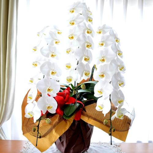 胡蝶蘭 白 ３本立て お祝い用 ロング 大田区 川崎区限定 無料配達 開店祝い 開業祝い 周年祝い 就任祝い 移転祝い 送料無料 花屋 株 川田生花店 のオリジナル商品 フラワーギフトはプロのお花屋さんにおまかせ フジテレビフラワーネット