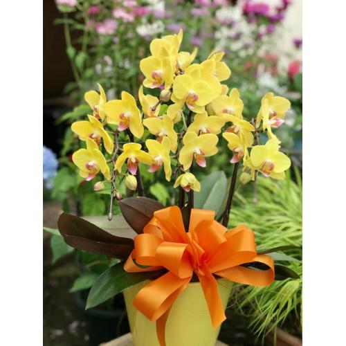 この時期おススメ 珍しい黄色長く見られる胡蝶蘭 レモネード 数量限定です 花屋 グリーンハウス谷合 のオリジナル商品 フラワーギフトはプロのお花屋さんにおまかせ フジテレビフラワーネット この時期おススメ 珍しい黄色長く見られる胡蝶蘭 レモネード 数量限定です 花屋 グリーンハウス谷合 のオリジナル商品 フラワーギフトはプロのお花屋さんにおまかせ フジテレビフラワーネット