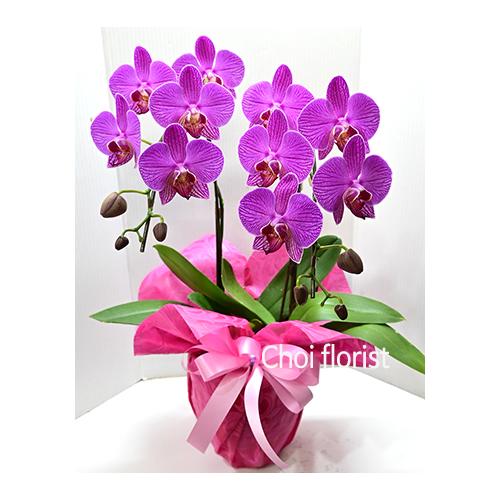 ミニ胡蝶蘭ピンク系/or1090」| 花屋「Choi Florist」の