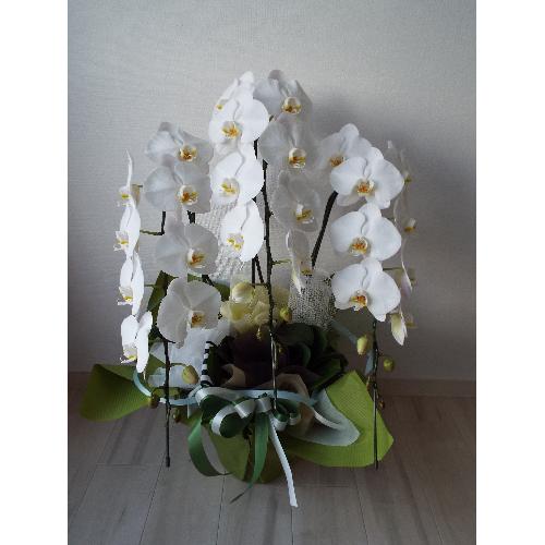 お供え用胡蝶蘭 花屋 有 花善 のオリジナル商品 フラワーギフトはプロのお花屋さんにおまかせ フジテレビフラワーネット